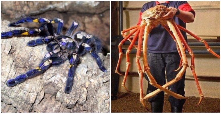 5 of the World’s Biggest Spiders to Scare You