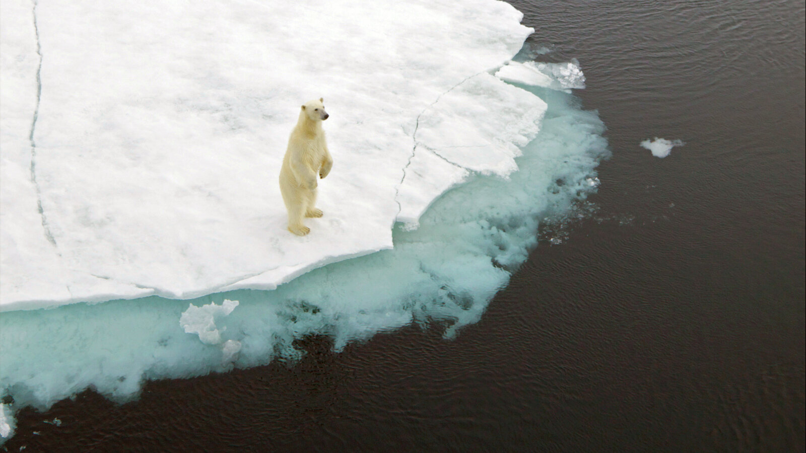 Why Are Polar Bears Endangered?